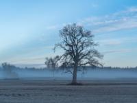 Baum auf Frostwiese bei Prien-Schafwaschen mit Nebelstimmung